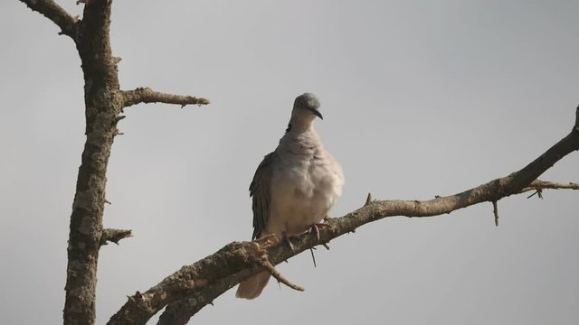 180p slow motion shot of a mourning dove preening its front at tarangire national park in tanzania