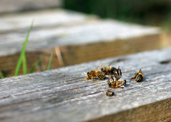 Tote Bienen auf dem Rücken vor Bienenvolk