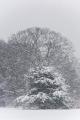 Winter blizzard in London park - 231873859