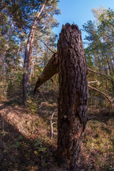 Windbruch im Wald nach einem Sturm