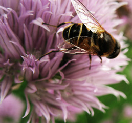 bee on a flower