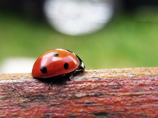 ladybug