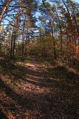 Obraz premium Waldspaziergang im Herbst