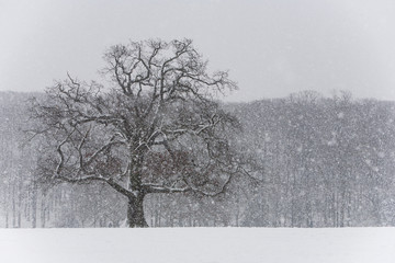 Winter blizzard in London park - 231874466