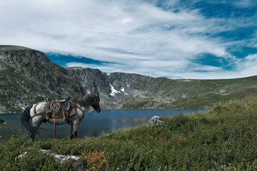 horses on the lake