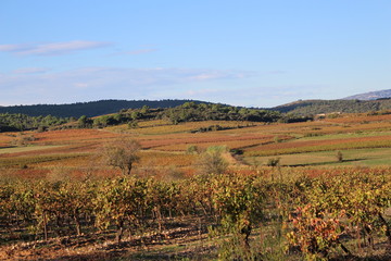 Fototapeta premium vignes du languedoc roussillon