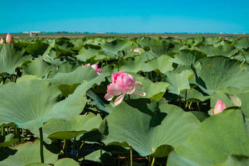Beautiful light pink Indian Lotus flower in the natural conditions of the reservoir. Lotus flower on green leaves background. Field of blooming lotuses. Sacred symbol.