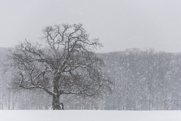 Winter blizzard in London park