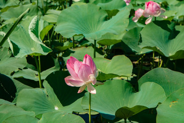 Beautiful light pink Indian Lotus flower in the natural conditions of the reservoir. Lotus flower on green leaves background. Field of blooming lotuses. Sacred symbol.