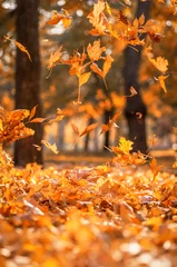 Foto op Canvas falling dry yellow maple leaves on an autumn © nndanko