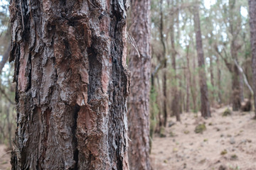 Pine tree trunk closeup, tree bark macro -