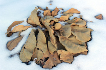 Verbascum thapsus Mullein Plant and Snow