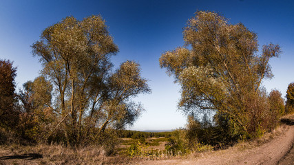 Herbstspaziergang mit Baumgruppe am Weg