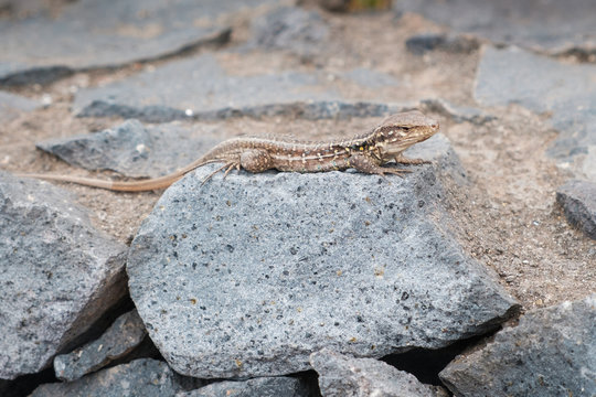 lizard sitting on stone in sun - small lizard