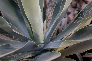 Agave Aloe Vera 