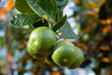 Pamplemousse sur l'arbre