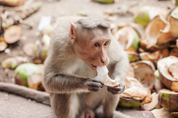 Rhesus Macaque little monkey eating coconut close to Arunachala ashram at Tiruvannamalai, Tamil Nadu, India