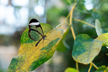 papillon sur une feuille