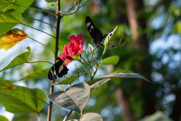 papillon butinant une fleur