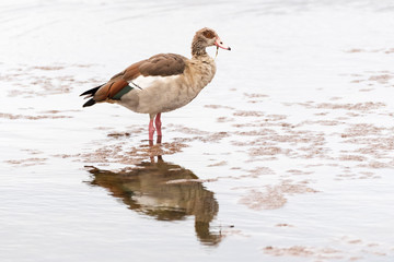 Egyptian goose (Alopochen aegyptiacus) fstanding in water with reflection, Kruger National Park, South Africa