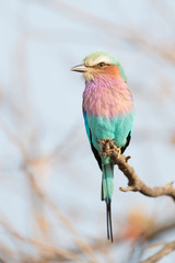 Lilac-breasted Roller (Coracias caudata) perched on a branch, Kruger National Park, South Africa.