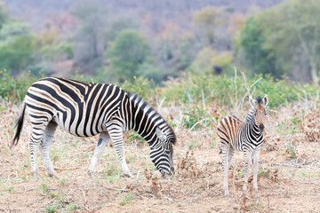 Plains zebra (Equus quagga) juvenile  with mother, Kruger National Park, South Africa