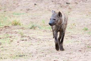 Spotted Hyena (Crocuta crocuta) walking on savannah, Kruger National Park, South Africa.