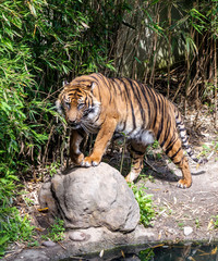 Sumatran tiger (Panthera tigris sondaica) standing by the pond. Tigers are  strong swimmers and often bathe in ponds, lakes and rivers, thus keeping cool in the heat of the day.
