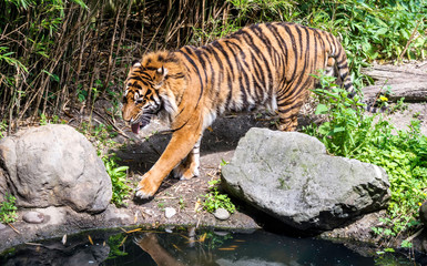 Sumatran tiger (Panthera tigris sondaica) walking by the pond with its tongue out. Tiger is the largest cat species, recognizable for its pattern of dark vertical stripes on reddish-orange fur.