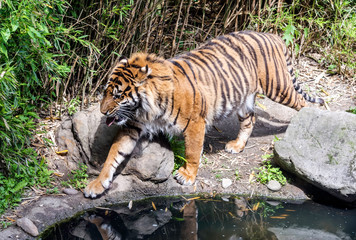 Fototapeta na wymiar Sumatran tiger (Panthera tigris sondaica) walking by the pond with its tongue out. The tiger has a muscular body and is one of only a few striped cat species.