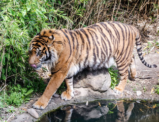 Fototapeta premium Sumatran tiger walking by the pond showing its tongue. It is a Panthera tigris sondaica population of Sumatra. It is the smallest of all living tigers and listed as Critically Endangered.