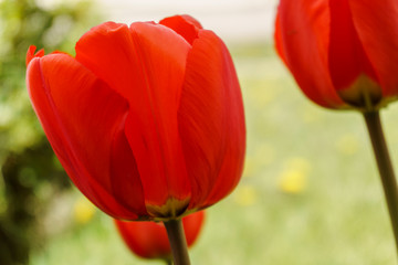 Obraz premium portrait of red tulip