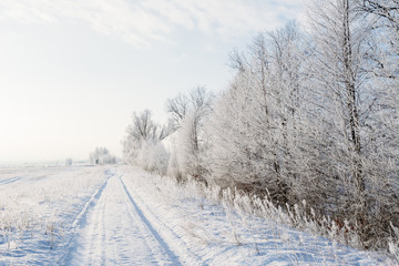 Fototapeta premium Winter landscape with a road and trees in a frost