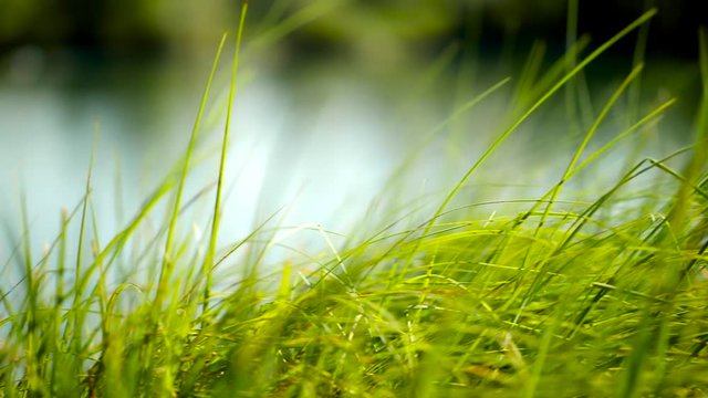 Gras am See