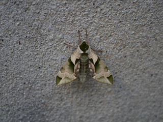 壁に止まったウンモンスズメ