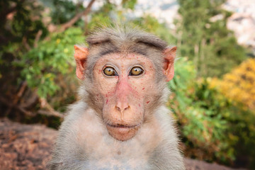 Rhesus Macaque little monkey at Arunachala mountain in Tiruvannamalai, Tamil Nadu, India