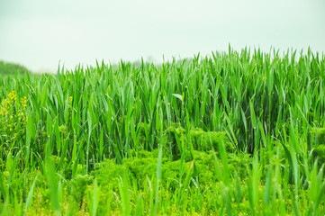 Green wheat field after rain