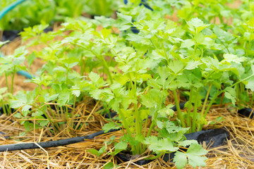 close-up of celery plantation (leaf vegetable) in the vegetable garden