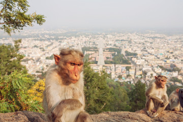 Rhesus Macaque little monkey at Arunachala mountain in Tiruvannamalai, Tamil Nadu, India