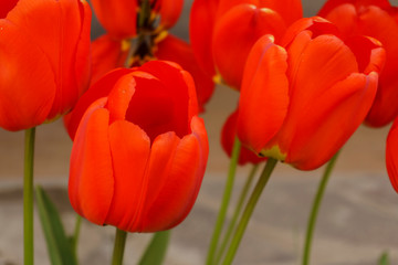 garden of red tulips