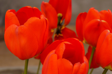 garden of red tulips