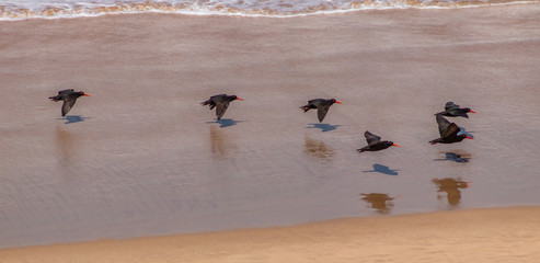 Oystercatchers in flight