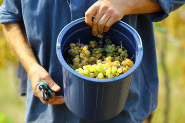 close-up of the hands of a man holding a full bucket of harvested grapes