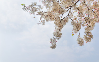 Obraz premium Pink Showe, Cassia Bakeriana Craib on white cloud background, Kanlapaphruek flowers in summer,
