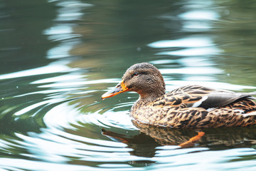 Ducks swimming in the city park lake. Beautiful sunny autumn day