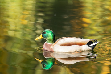 Ducks swimming in the city park lake. Beautiful sunny autumn day