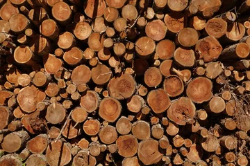 Möbelaufkleber Textura de troncos de pino © Pablo