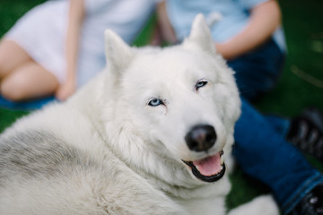 Obraz premium A mature Siberian husky female dog is lying down on grass near yellow flowers. A bitch has grey and white fur and blue eyes. There are some dandelions around her.