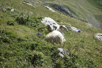 Carnero tomando el sol en el pirineo