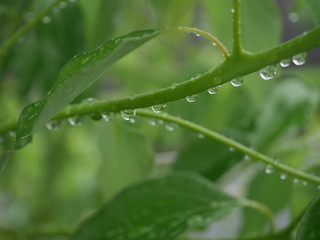 雨上がりの植物